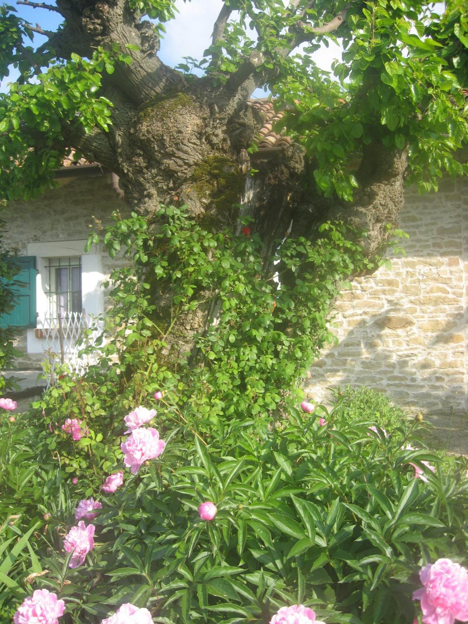 Agriturismo Cascina Serra Cossano Belbo Екстериор снимка